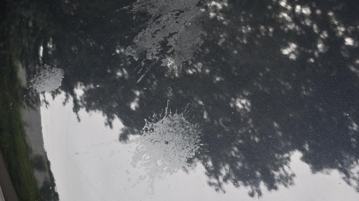 Fientes d'oiseaux sur la carrosserie : pourquoi agir vite ?